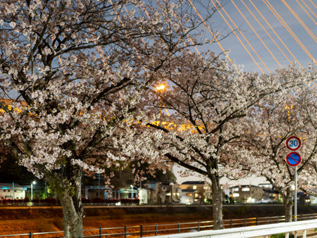Cherry blossom trees along the Inagawa Riverの写真素材