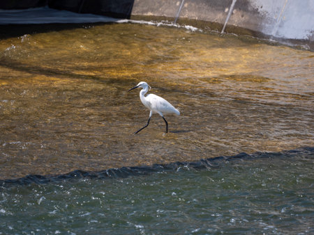 Little Egret Searching for Fish at a River Weir