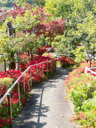 A garden filled with vibrant azaleas