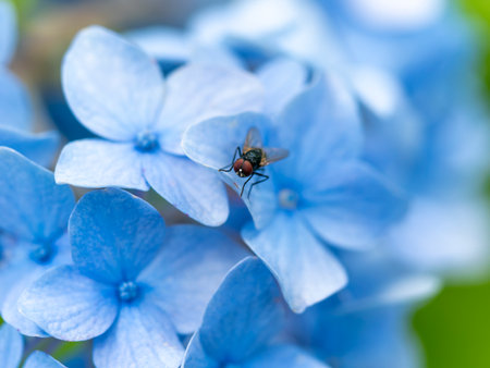 Hydrangea flower and male blowflyの写真素材