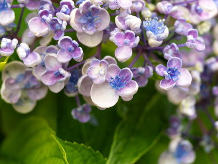 Reddish purple hydrangea flower