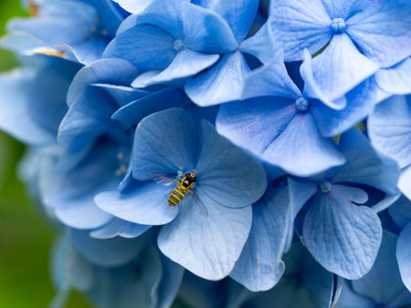 Blue hydrangea and small hoverfly