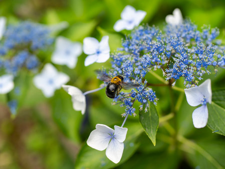 Hydrangea flowers and flying carpenter bees