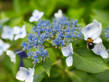 Hydrangea flowers and flying carpenter bees