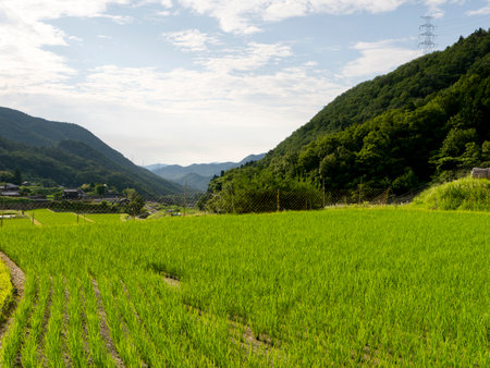 Scenery of rice terraces with new green seedlings growing