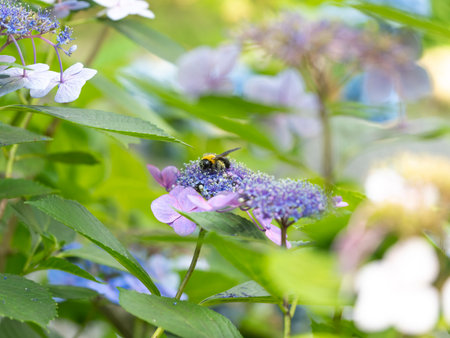 A carpenter bee and hydrangea covered in pollen