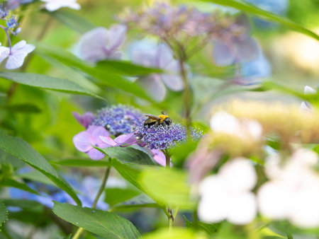 A carpenter bee and hydrangea covered in pollen