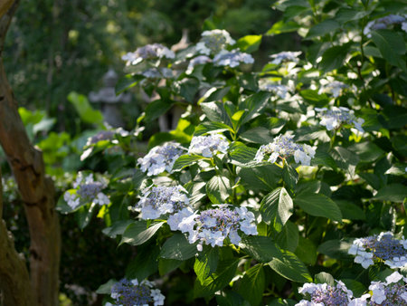 Hydrangea in the morning sun