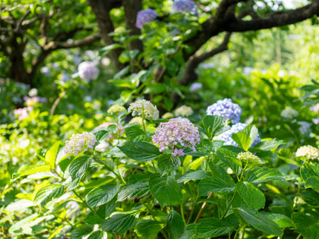 Hydrangea blooming garden