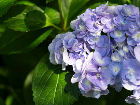 Purple hydrangea with double flowers