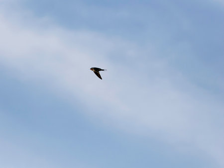 Swallows flying in the blue sky