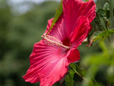 Bright red American hibiscusの写真素材