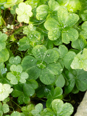 Rain-soaked clover