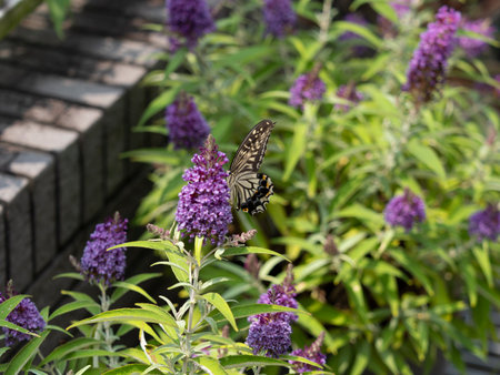 A swallowtail butterfly sucking nectar from a flower