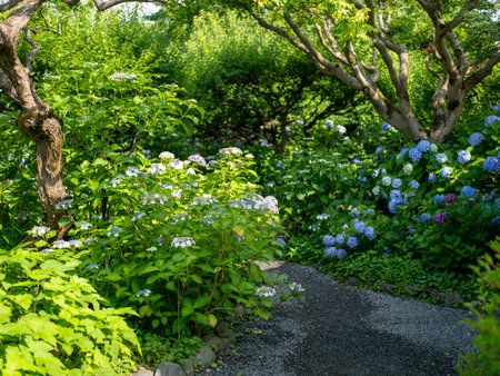 Garden scenery with blooming hydrangeas