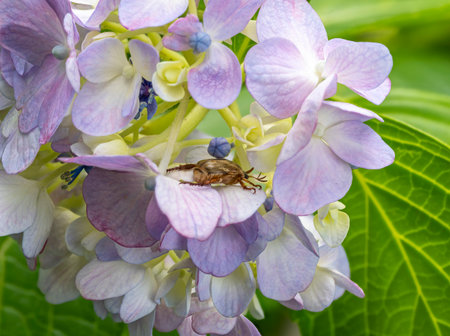 Hydrangea and Scarabaeidaeの写真素材