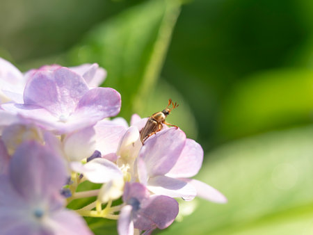 Hydrangea and Scarabaeidaeの写真素材