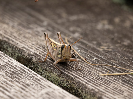 Ground Locust on a Boardの写真素材