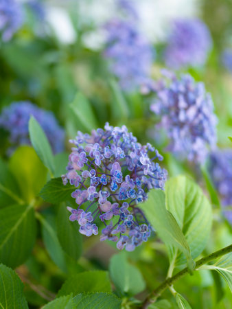 Purple hydrangea blooming in the park