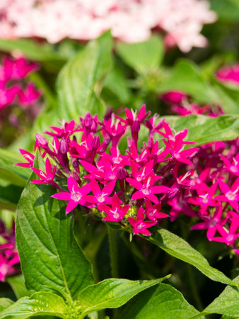 Bright pink pentas flowersの写真素材