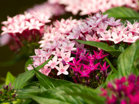 Pale pink pentas blooming in the park