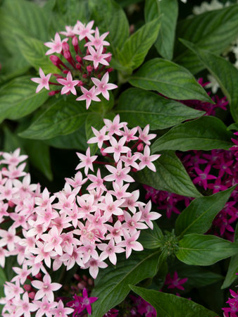 Pale pink pentas blooming in the park