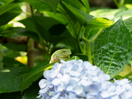 Forest tree frog and hydrangea