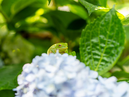 Forest tree frog and hydrangeaの写真素材