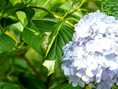 Hydrangea flowers and forest tree frogの写真素材