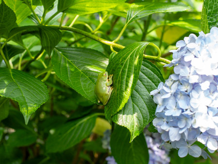 Hydrangea flowers and forest tree frog