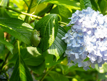 Hydrangea flowers and forest tree frog