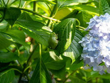 Hydrangea flowers and forest tree frog