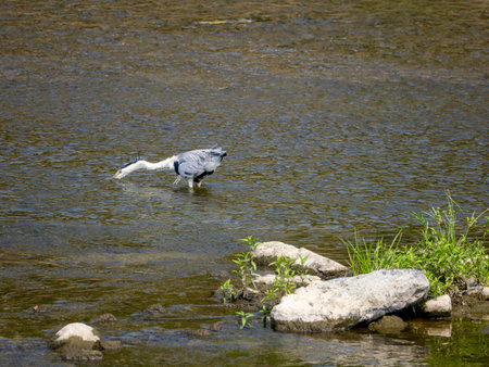 A grey heron in the Inagawa River hunting for fishの写真素材