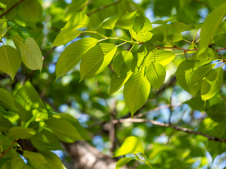 Cherry tree with fresh green leaves