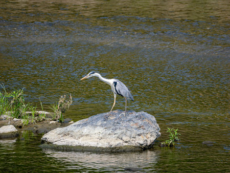 A heron hunting for fish from a rockの写真素材