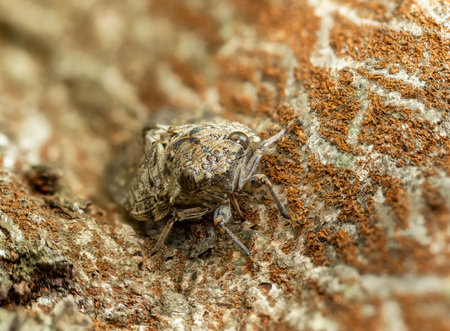 A cicada sucking the sap of a Zelkova tree