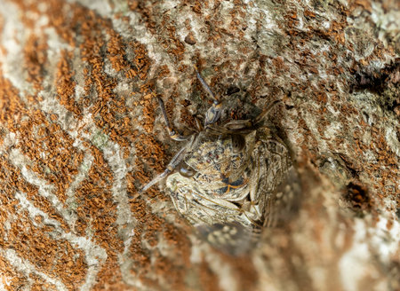 A cicada sucking the sap of a Zelkova tree