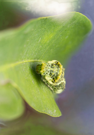 Swallowtail butterfly larvae on a kumquat leaf