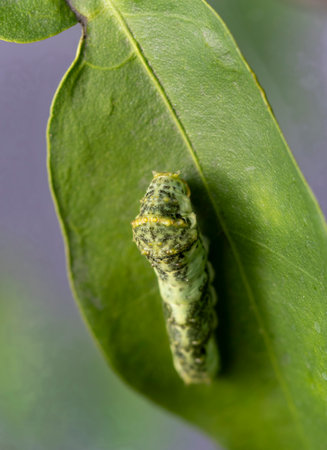 Swallowtail butterfly larvae on a kumquat leafの写真素材