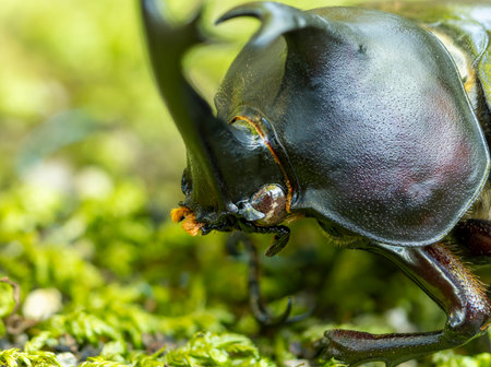 A beetle that descended to the ground