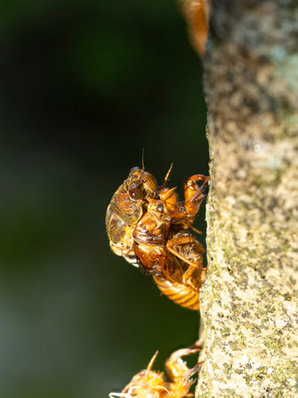Brown cicada in the process of molting