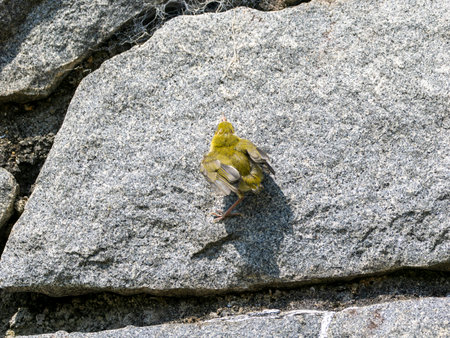 A young Japanese white-eye climbing up the embankment along the river.