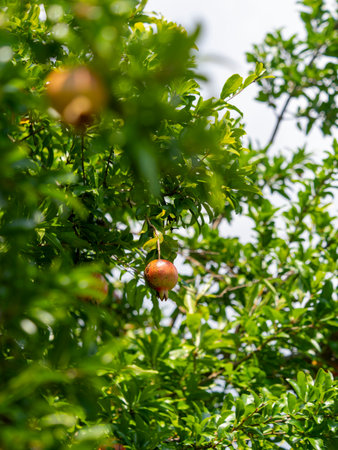 Pomegranate tree bearing fruitの写真素材