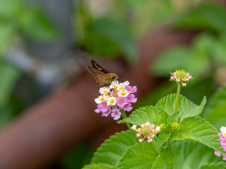 The Straight Swift sucking nectar from lantana flowersの写真素材