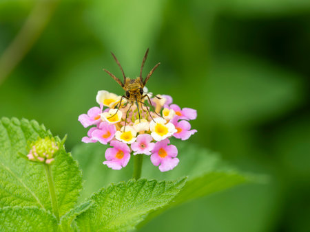 The Straight Swift sucking nectar from lantana flowers