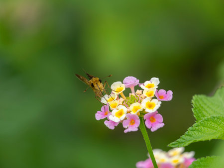The Straight Swift sucking nectar from lantana flowers