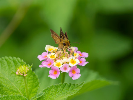 The Straight Swift sucking nectar from lantana flowersの写真素材