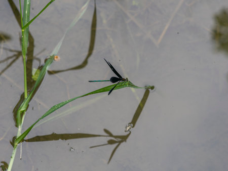 Calopteryx atrata resting on grass by the water's edgeの写真素材