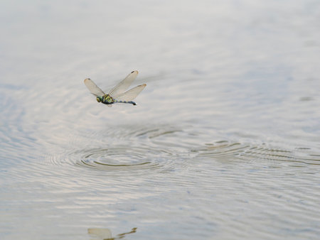 Female blue dragonflies scattered across rice fieldsの写真素材