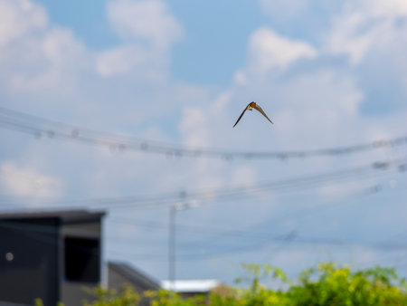 Swallows flying in the summer skyの写真素材